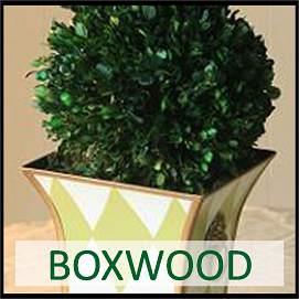 Boxwood